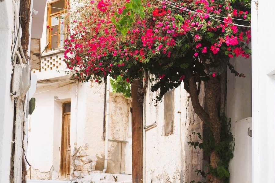 flowering tree in Kritsa village, Lasithi, Crete