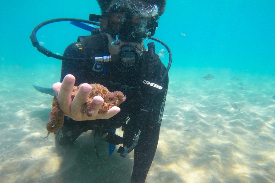 Discover Scuba Diving. Explore the underwater world with lessons from a PADI Instructor-Ideal for Begginers.